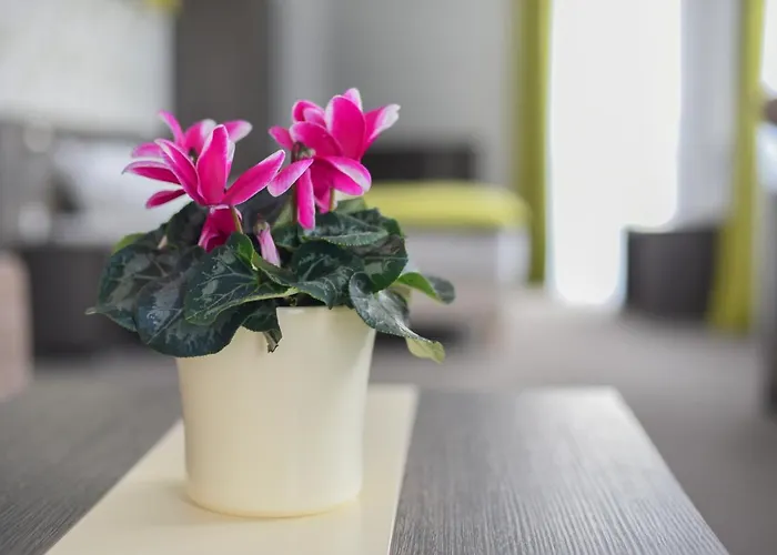 Oázis Wellness Panzio Hotel 3*